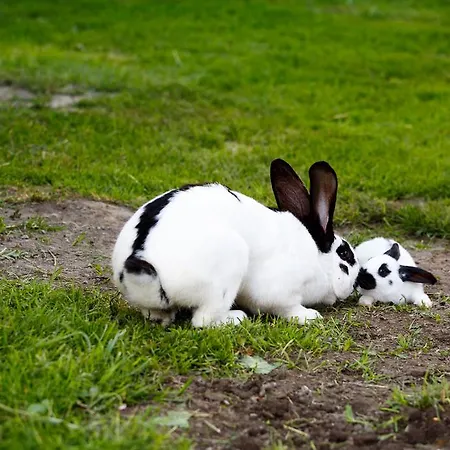 Holzerhof Aparthotel