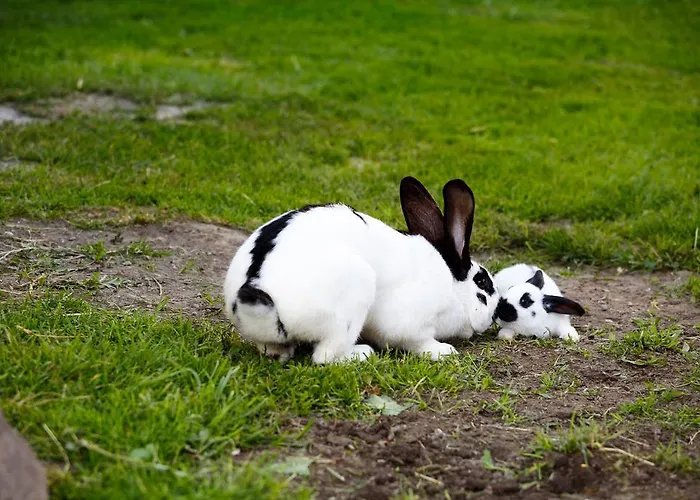 Holzerhof Aparthotel
